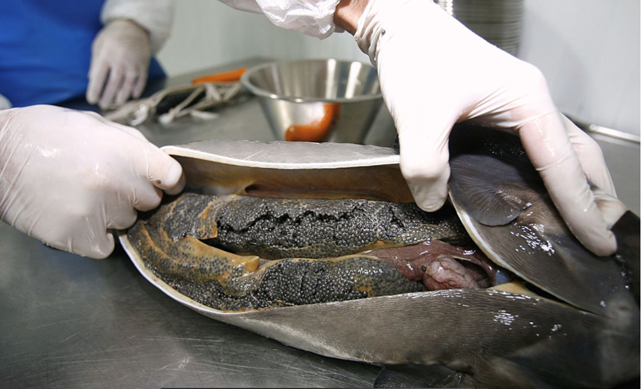 Lavorazione del caviale 3 eviscerazione del caviale