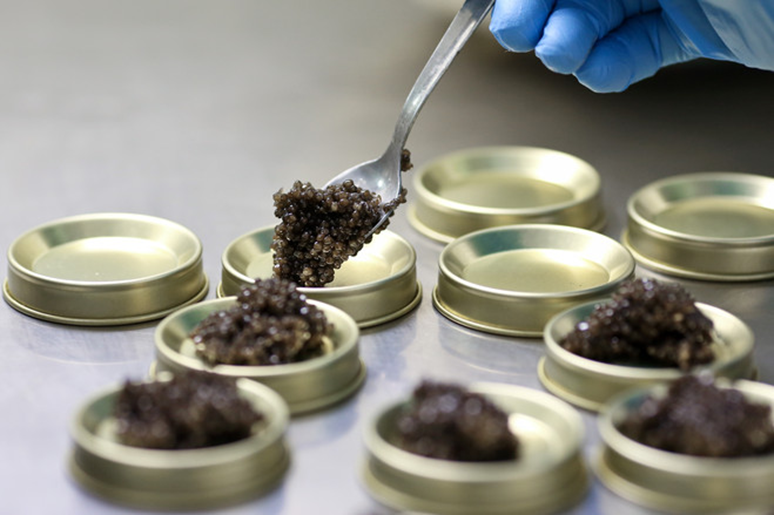 Lavorazione del caviale 11 lattine caviale 3