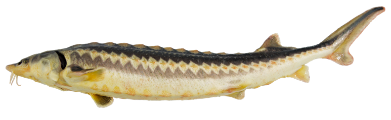 Caviale Oscetra 2 oscietra pesce