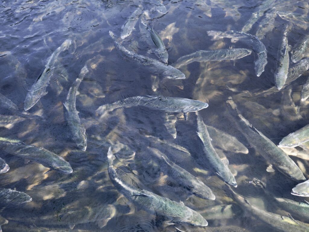 Il caviale nel mondo 9 russia