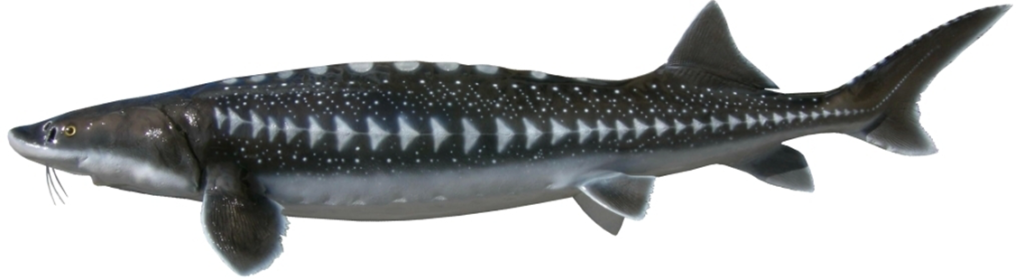storione bianco pesce