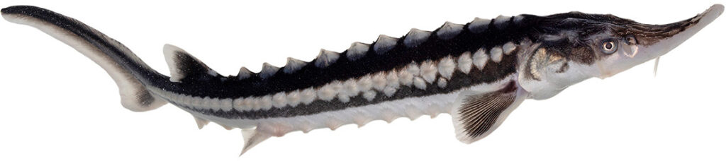 Caviale Sevruga 2 storione sevruga pesce