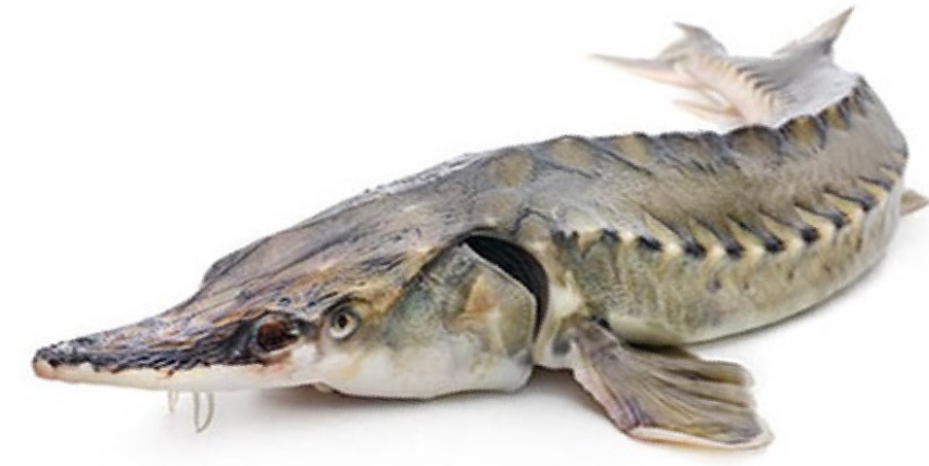 Che cos'è il caviale? 6 storione