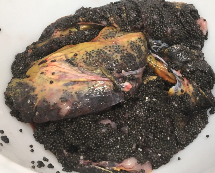 Lavorazione del caviale 5 viscere storione