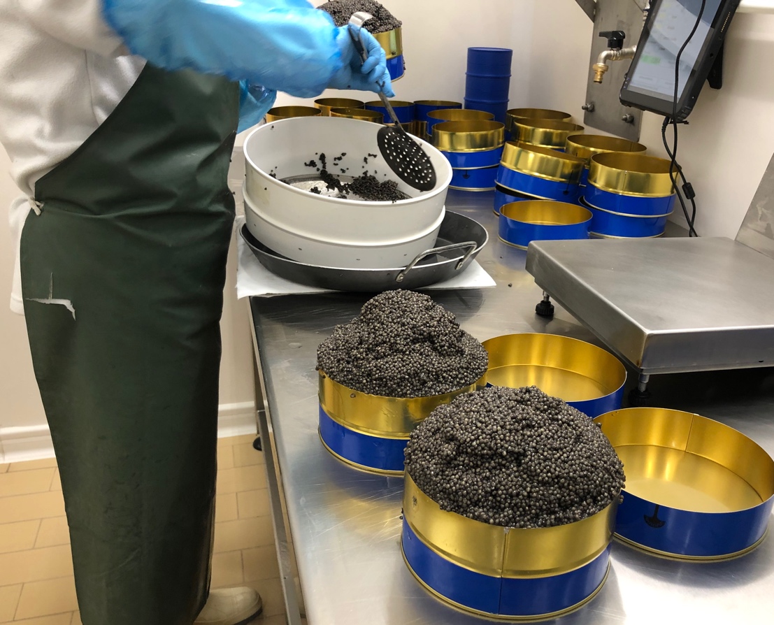 Tipologie di caviale 1 confezionamento caviale