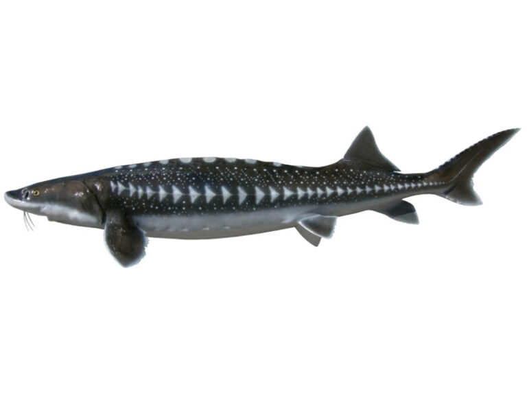 Caviale di Storione Bianco 8 storione bianco